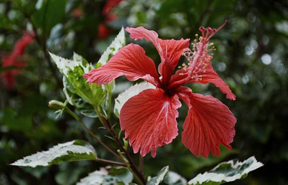 10個(gè)PR剪輯技巧，提高你的剪輯效率